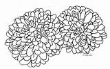 Chrysanthemum Coloring Pages Flower Drawing Getdrawings Template Getcolorings Chrysanthemums Printable sketch template