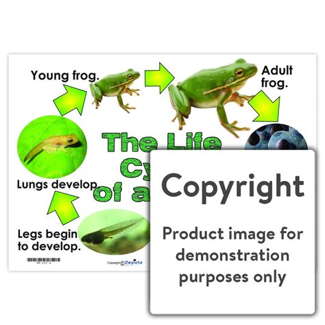 life cycle   frog depicta