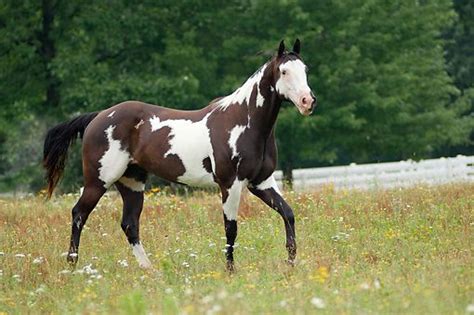 american paint horse equidae pinterest