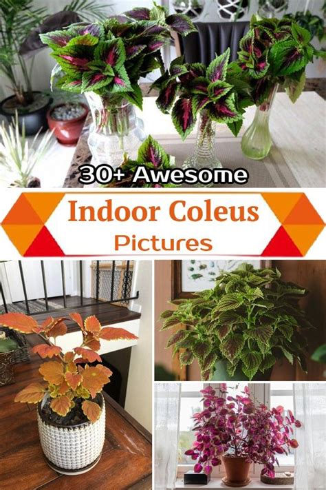 awesome indoor coleus pictures   colorful indoor plants