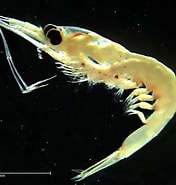 Afbeeldingsresultaten voor "nematoscelis Microps". Grootte: 176 x 185. Bron: www.kitasato-u.ac.jp