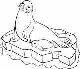 Harp Seals Getdrawings Whitesbelfast Colourbox Verbnow sketch template