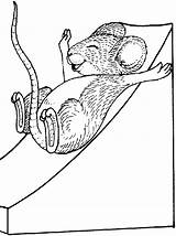 Mouse Coloring sketch template
