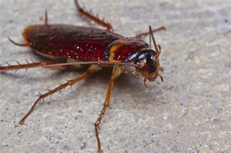 cockroaches  fly   heat experts