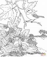 Coloring Pages Bird Flower Chickadee Massachusetts State Mayflower Capped Printable Birds Ma Adult Book Adults Drawing Tree Colour Colorings sketch template