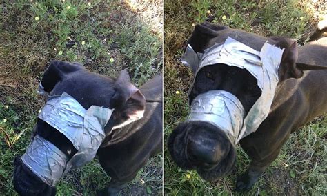 great dane found on the streets after her cruel owner duct