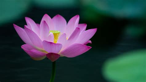 lotus flowers  full bloom  southern china cgtn