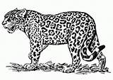 Jaguar Coloring Pages Dibujo Print Cat Animal Printable Cheetah Visit Google Lion Books sketch template