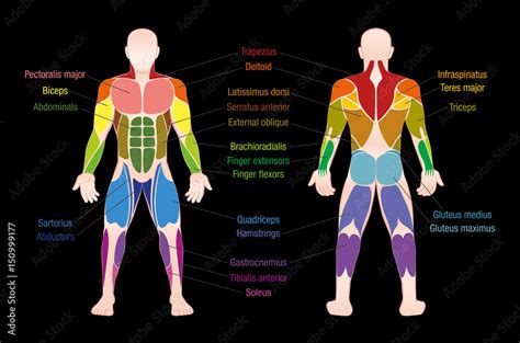 poster muscle chart   important muscles   human body