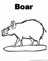 Boar Coloring Online Printable Mammals Color sketch template