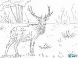 Coloring Elk Pages Printable Mountain Rocky Caribou Wapiti Roosevelt Adults Deer Kids Color Clipart Colorings Getcolorings Moose Sheet Animal Print sketch template