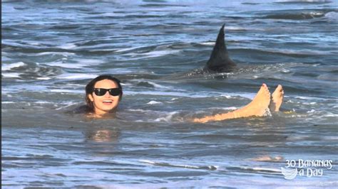 allan bryan trending bondi beach shark attack fake