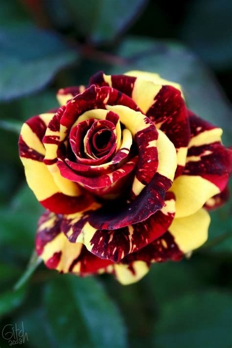 indahnya corak unik mawar batik bibitbungacom