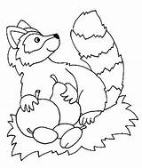 Guaxinim Raccoon Lobo Frutas Collecting sketch template