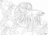 Betta Pez Peixe Kampffisch Poisson Combattant Supercoloring Ausmalbild Pintar Peces Ausmalbilder Detailed Bubakids Coloriage Kidsworksheetfun Kampffische Zeichnen sketch template