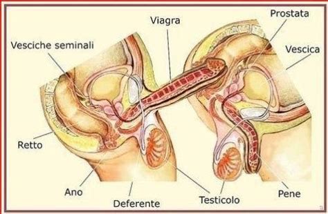 anatomy of anal sex gay