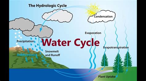 water cycle evaporation transpiration condensation precipitation infiltration youtube