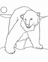 Bear Coloring Polar Drawing Face Pages Arctic Paintingvalley Drawings Paperblog sketch template