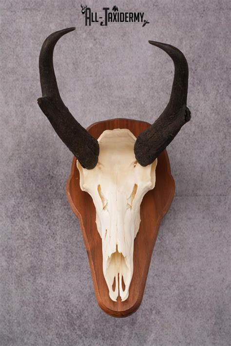 pronghorn antelope taxidermy skull sku   taxidermy