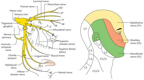 trigeminal nerve anatomy branches distribution function damage pain