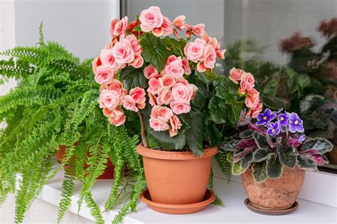 indoor flowering plants   top houseplant flowers