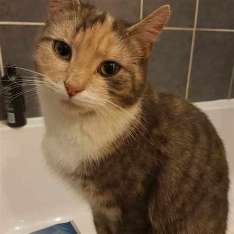 lost cat tortoiseshell and white cat called willow leeds area west