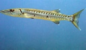 Risultato immagine per Barracuda Sudato. Dimensioni: 170 x 100. Fonte: www.anigaido.com