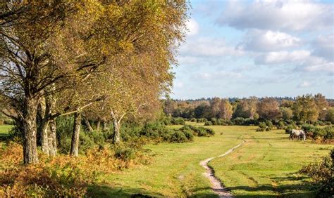 7 Secrets To Getting The Most Out Of New Forest Camping