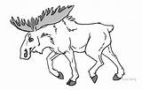 Elch Ausmalbilder Moose Ausmalbild sketch template