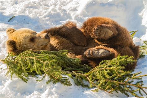 list  animals  hibernate  winter hubpages