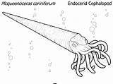 Cephalopod sketch template