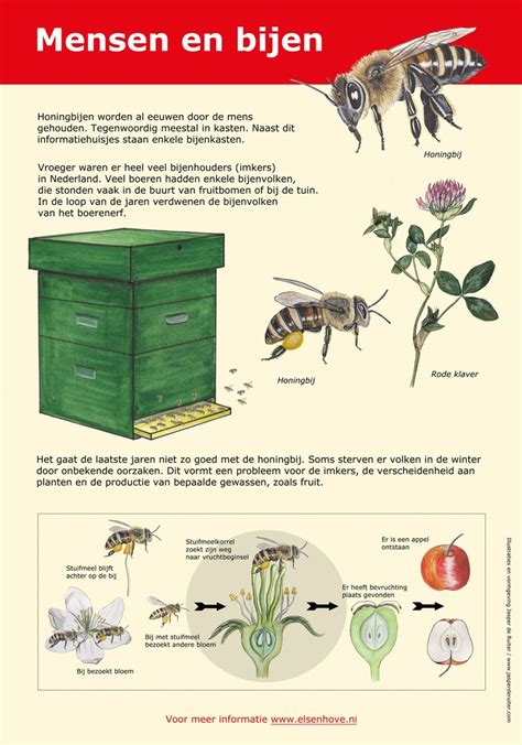 bijen images  pinterest bees bugs  crafts