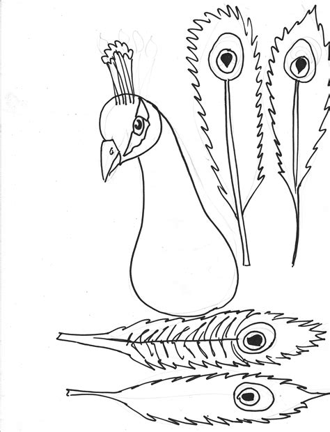peacock feather template printable  peacock coloring pages