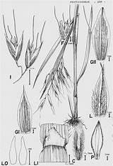 Avena Fatua 1050 Floradata Poaceae Index sketch template