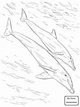 Coloring Bottlenose Dolphins Pages Dolphin Drawing Juvenile Mother Printable Supercoloring Realistic Getdrawings Books sketch template