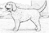 Dog Coloring Pages Goldendoodle Labradoodle Printable Puppy Realistic Colouring Tractor Dogs Kids Cockapoo Choose Board Discover sketch template