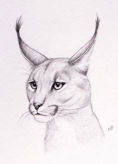 caracal  bastet mrr  deviantart caracal animal drawings