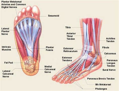 pin  ryan  castillo  anatomy reference foot anatomy muscle anatomy anatomy