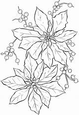 Poinsettia Coloring Pages Printable Kids sketch template