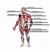 Bilderesultat for Muskel og skjelett. Størrelse: 101 x 105. Kilde: anatomi-anniebananii.blogspot.com