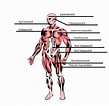 Bilderesultat for Muskel skjelett lidelser. Størrelse: 109 x 106. Kilde: anatomi-anniebananii.blogspot.com