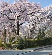 佐野藤右衛門 桜 に対する画像結果.サイズ: 176 x 185。ソース: merosu.com