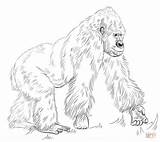 Gorilla Coloring Drawing Silverback Draw Pages Easy Standing Step Gorillas Ape Template Colouring Printable Apes Sketch Drawings Tutorials Supercoloring Animal sketch template