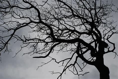 spooky tree photograph  carol eliassen