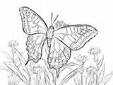 Swallowtail Coloring Butterfly Zebra Old Pages sketch template