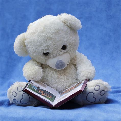 white teddy bear plush toy reading book  image peakpx