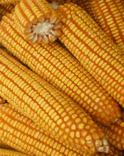 maize maize grain    paithan aurangabad ajeet seeds