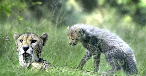 cheetah grijpt jongetje  safaripark beekse bergen hilvarenbeek bdnl