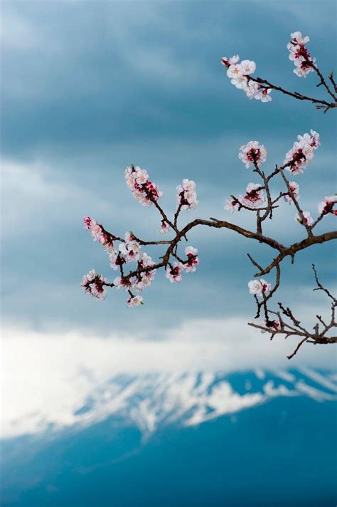 Sakura Fuji San Photo Et Tableau Editions Limitées Achat Vente