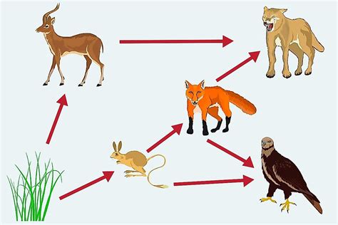 food web pics    food chain primary consumer examples twinkl find